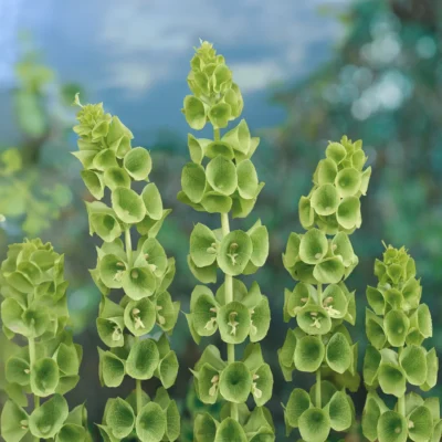 Bells of Ireland