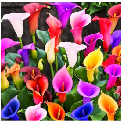 Small Calla Lily