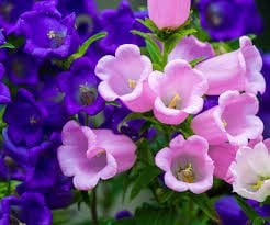 Campanula