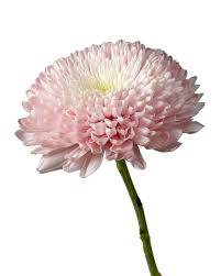 Cremons (Chrysanthemum)