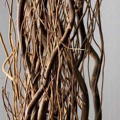 Curly Willow
