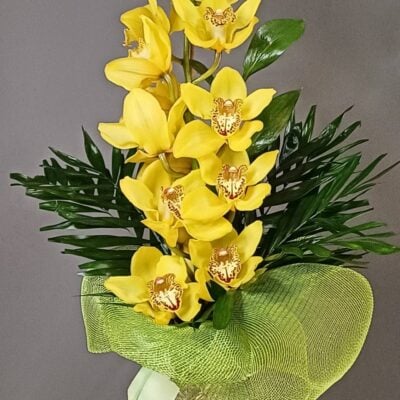 Cymbidium Orchid