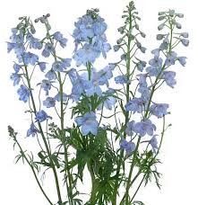 Delphinum