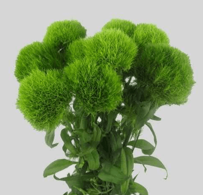 Dianthus (Green Trick)