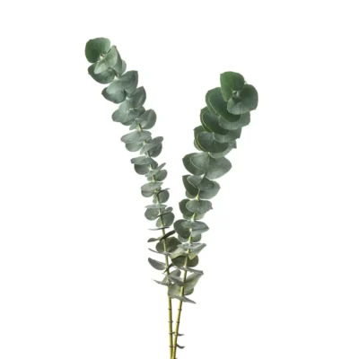 Baby Eucalyptus