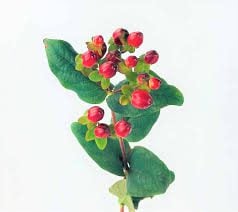 Hypericum Berries