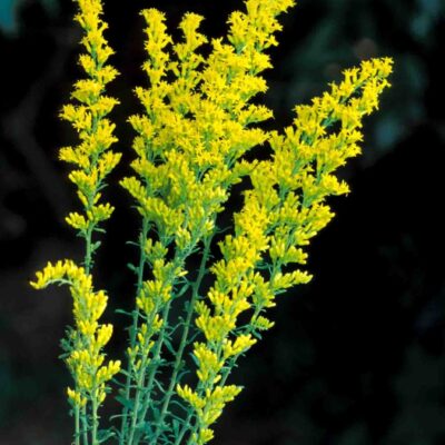 Solidago