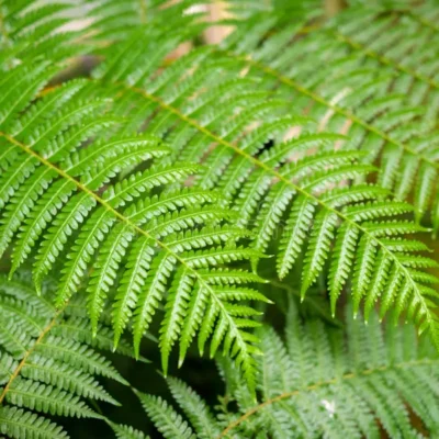 Tree Fern